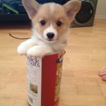 Profile Picture of Andrew Xu (@andrew._.xu_) on Instagram