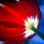 Profile Picture of Bread & Circuses (@bread & circuses) on Flickr