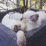 Profile Picture of Mallows & Cotton (@mallowscotton__) on Instagram