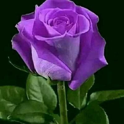 Profile Picture of Tomás Adolfo Lora Canoles (@LoraCanoles) on Twitter