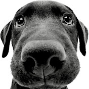 Profile Picture of Aidan Carroll (@aidancarroll5861) on Youtube