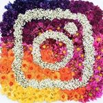 Profile Picture of idahoffmann__ (@idahoffmann__) on Instagram