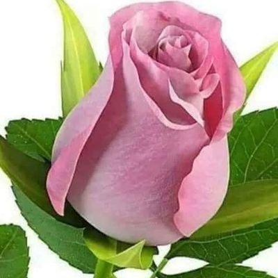 Profile Picture of Cleusa Oliveira (@CleusaO57646807) on Twitter