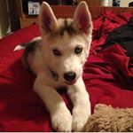 Profile Picture of Patrick Geddes (@mrragergeddes) on Instagram