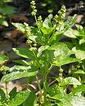 Profile Picture of Mercurialis annua - Wikipediaon Wikipedia