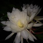 Profile Picture of Sandra de Albuquerque Croso (@sandradealbuquerquecroso) on Instagram