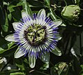 Profile Picture of Passiflora caeruleaon Wikipedia