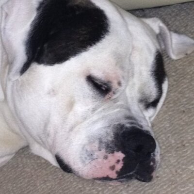 Profile Picture of Steve Bennett (@BennetBeno) on Twitter