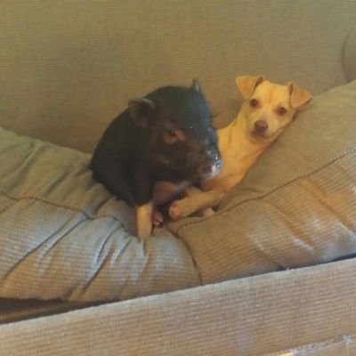 Profile Picture of Mark Smeltzer (@lubbie1955) on Twitter