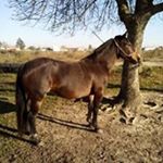 Profile Picture of Carlos Sanguinetti (@sanguinetti.c) on Instagram