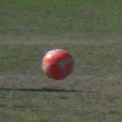 Profile Picture of Shelley @ Clapton FC (@ShelleClaptonFC) on Twitter