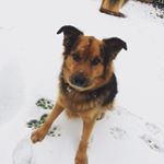 Profile Picture of Oscar Newton (@oscardog73) on Instagram