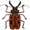 Profile Picture of Mohan Kumar (@Drifter Bug) on Flickr