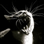 Profile Picture of improcat1 (@@improcat1) on Tiktok