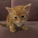 Profile Picture of Ginger • هرهور (@the_ginger_crumb) on Instagram