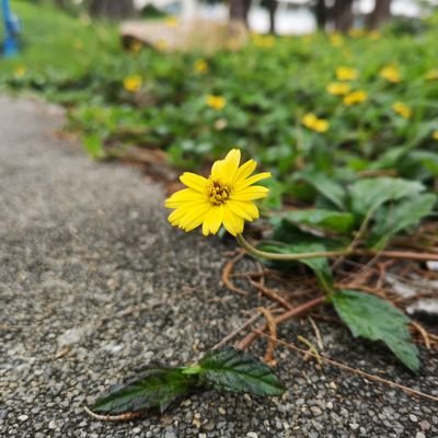 Profile Picture of Lance-Wong (@0Lance0King) on Twitter