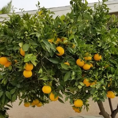 Profile Picture of Vince Marchetti (@marchetti_vince) on Twitter