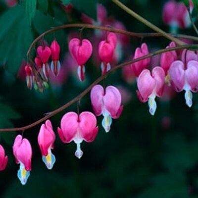 Profile Picture of Devon Gil (@DevonGil1) on Twitter