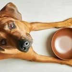 Profile Picture of Benjamin dogs care (@benjamindogscare) on Instagram