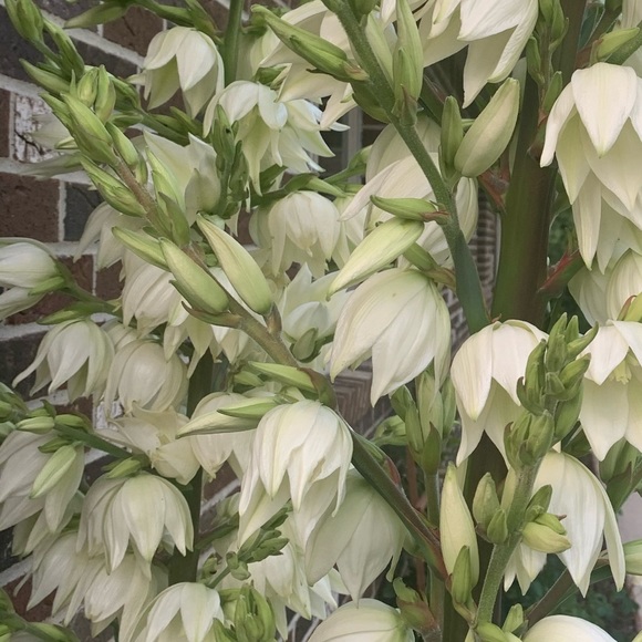 Profile Picture of Polina Chuikov (@frugalcactus) on Poshmark