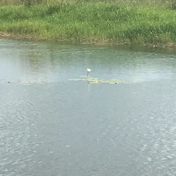 Profile Picture of Nancy Licona (@pixie_pink) on Poshmark