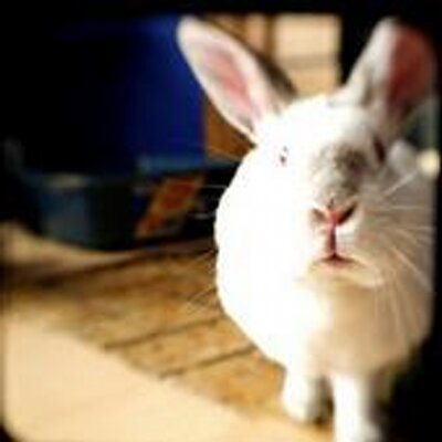 Profile Picture of Andrew Iverson (@usagizero) on Twitter