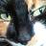 Profile Picture of Sarah D (@delancey) on Flickr