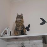 Profile Picture of alvin (@alvin.moew.cat) on Instagram