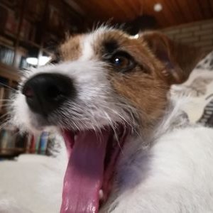 Profile Picture of Heidi Rantala (@rantalahei) on Twitter