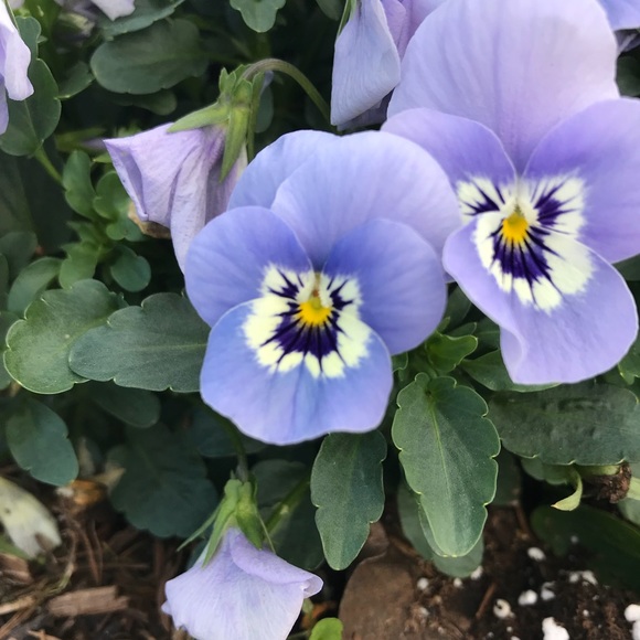 Profile Picture of Leah Labello (@leahannlabello1) on Poshmark