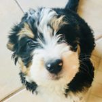 Profile Picture of Norma Reyes Ziegler (@ottillietheadoradoodle) on Instagram