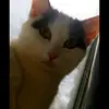 Profile Picture of devilpoopoo (@zacharystrain) on Tiktok