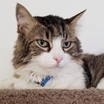 Profile Picture of Rene Valladares (@valladares6297) on Instagram