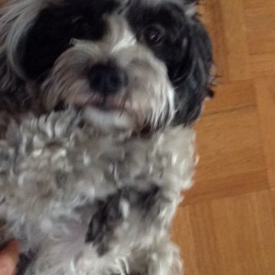 Profile Picture of Andy MG◇ (@Miska_Muska03) on Twitter