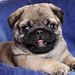 Profile Picture of Alexi Verrette (@averrette23) on Pinterest