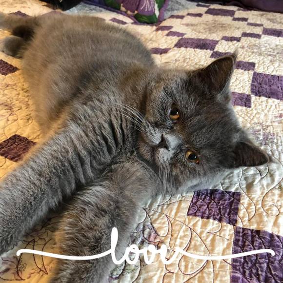 Profile Picture of Patti Shibley (@pattimurffy) on Poshmark