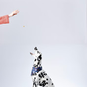 Profile Picture of Michael Forman (@MichaelForman-b8k) on Youtube