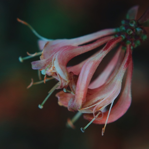 Profile Picture of Briana Orndorff (@mars6275) on Poshmark