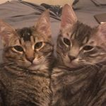Profile Picture of Felix & Francis (@stinkybastardboys) on Instagram