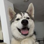 Profile Picture of John Quach | Travel & Live It (@johnnyquach) on Instagram