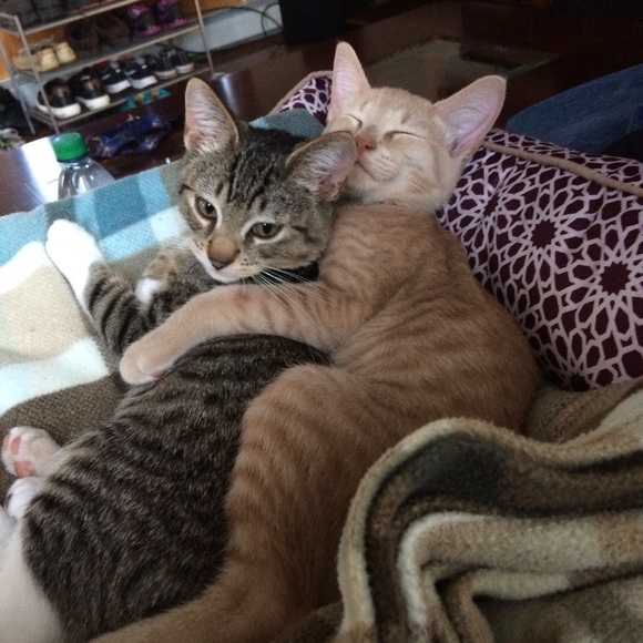 Profile Picture of Naomi Forkas (@ewitsgnomes) on Poshmark