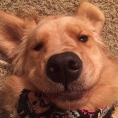 Profile Picture of Peyton Stephens (@PeytonStephen19) on Twitter