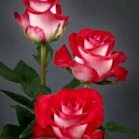 Profile Picture of Jose Carrizal (@jose.carrizal.7) on Facebook