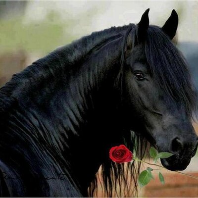 Profile Picture of Nader Ahmed (@naderahmed18) on Twitter