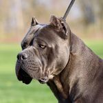 Chris Srbinovich - Instagram Profile Picture of Chris Srbinovich (@casios_cane_corsos) on Instagram