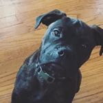 Profile Picture of James (@goodboy_guinness) on Instagram