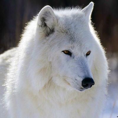 Profile Picture of Rene Orellana (@reneorellana_33) on Twitter