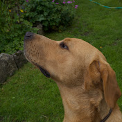 Profile Picture of Jed Cooper (@jedcooper1273) on Youtube