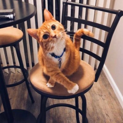 Profile Picture of BOBBY  🐱 (@BobbyTheeSavage) on Twitter