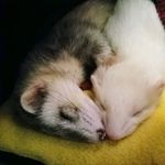 Profile Picture of Julie Coleman (@coleman.julie) on Instagram